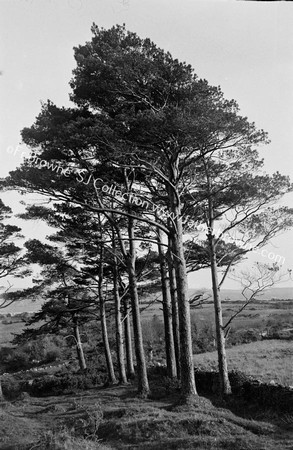 LOUGH KEY FROM ROCK OF DOOR SUNLIGHT ON TREES 